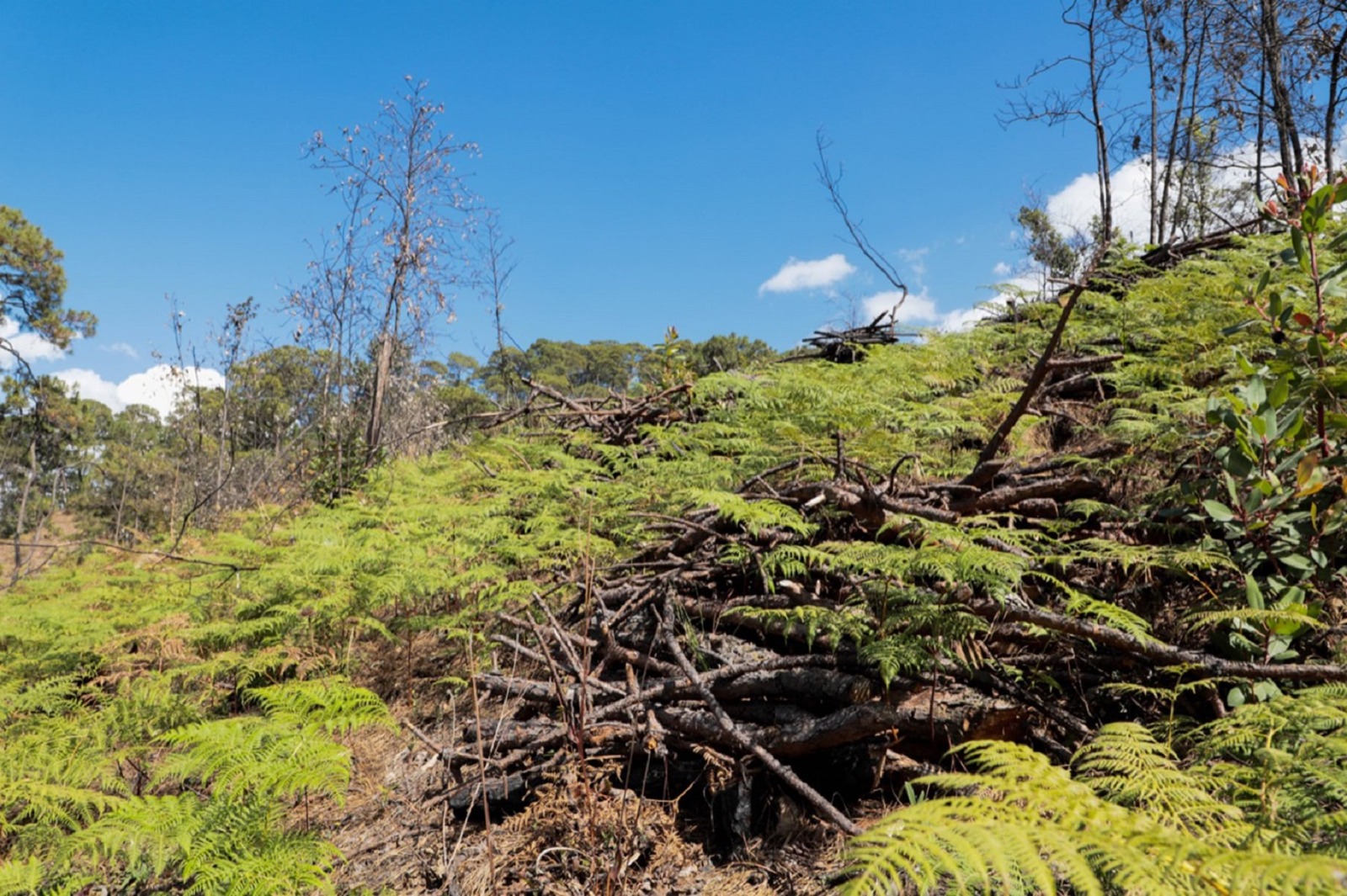 WhatsApp Image 2023-07-28 at 4.00.49 PM