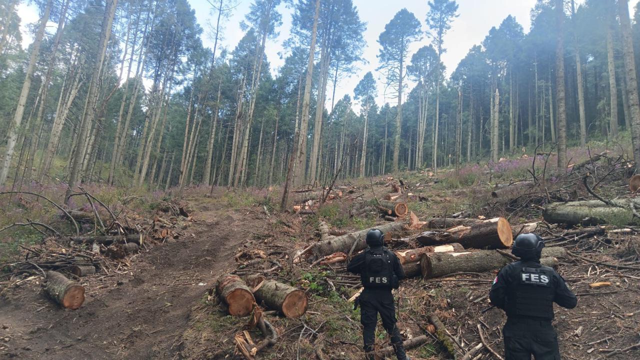 Despliegan operativo contra la tala clandestina en el Estado de México ...