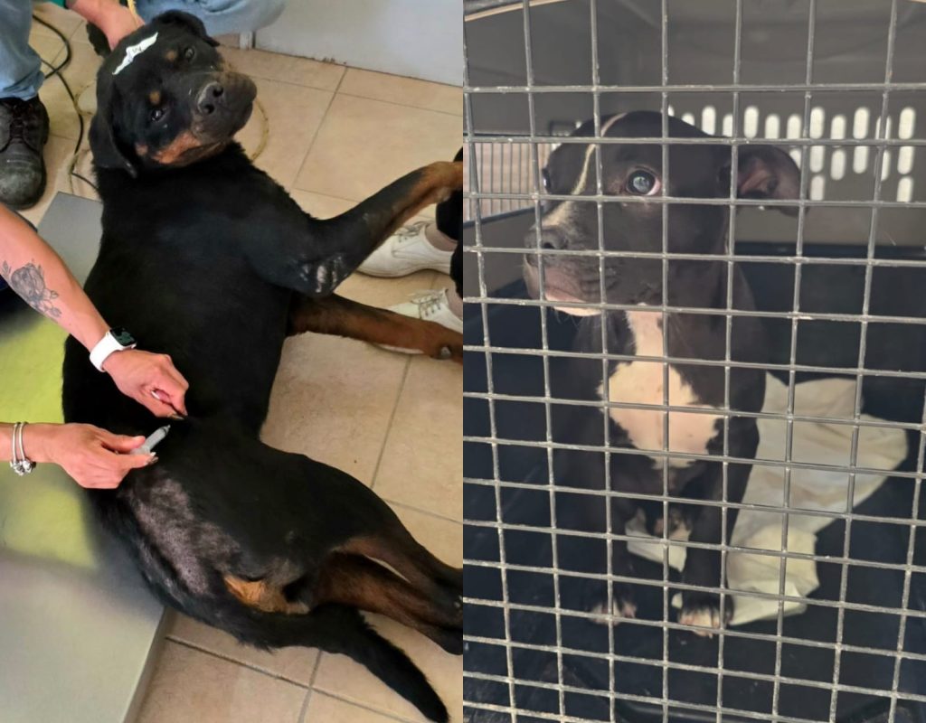 d6e2a408-7a0a-4723-b3cd-c088ae9182fd