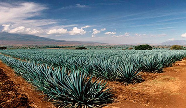 agave-te