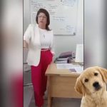 La senadora Mariela Gutiérrez y el sacrificio de 10 mil perros en Tecámac; lo que se sabe del caso