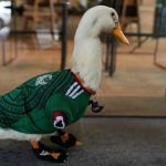 El Pato que Picoteó la Mañanera: Una invitación que desnudó prioridades
