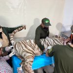 PROFEPA admite que mató al tigre Kenzo con arma de fuego y clausura el predio del que escapó