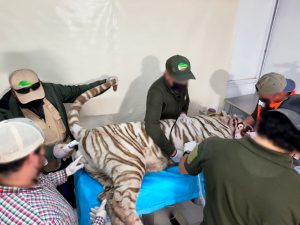 Tigre_EMX_2