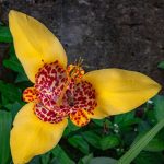 UAEMéx Tenancingo te invita a descubrir una de las flores más emblemáticas de México