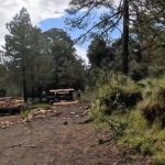 Exhiben tala de árboles dentro del Nevado de Toluca; posible violación a la normatividad ambiental