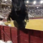 Toro mete tremendo susto a la grada en Feria Taurina de Murcia. VIDEO